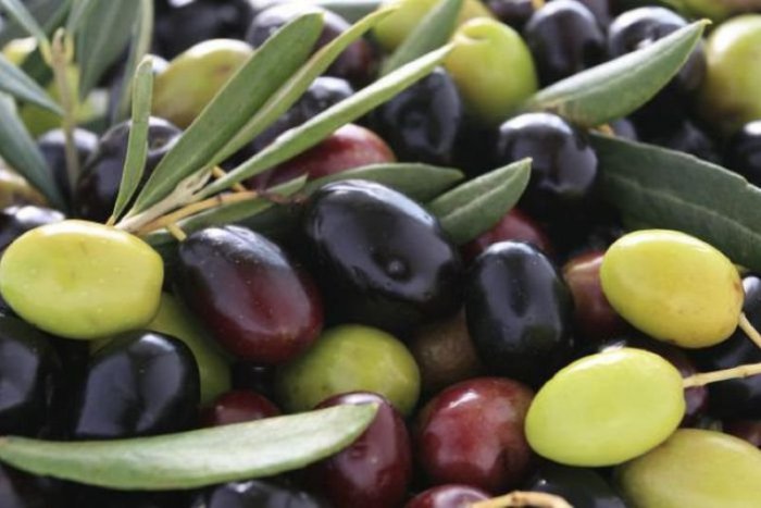 Ilustračný obrázok k článku RANNÁ ŠTVORKA: Meniny má pestovateľ olív. Potešte ho čokoládou, ktorú objavila Európa