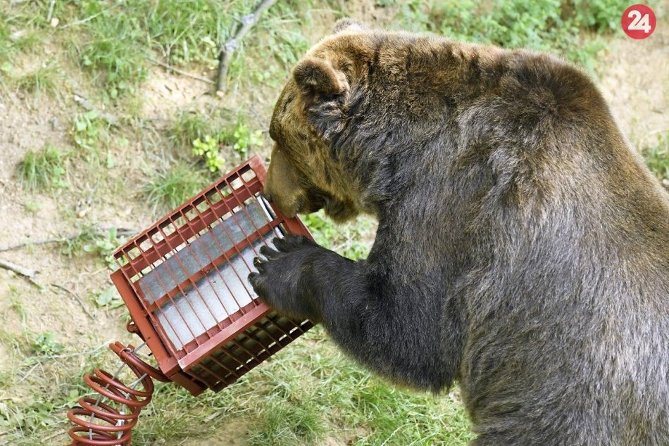 Ilustračný obrázok k článku Dajte si pozor: V okolí prievidzského Lesoparku sa pohybuje medveď