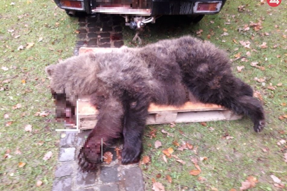 Ilustračný obrázok k článku Medveď v Prievidzi vybehol na vozovku: Zrazila ho dodávka, FOTO