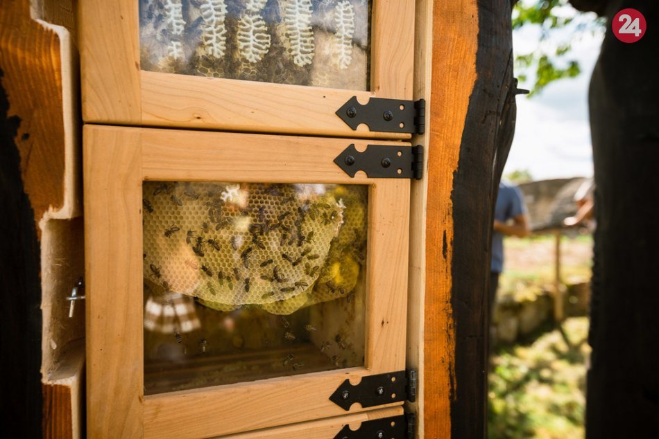 FOTO: Trenčiansky hrad oficiálne obývajú hradné včely