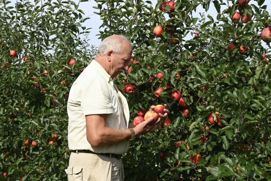 OBRAZOM: Samozber jabĺk v Ostraticiach